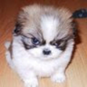 Meet your Posher, Darryl